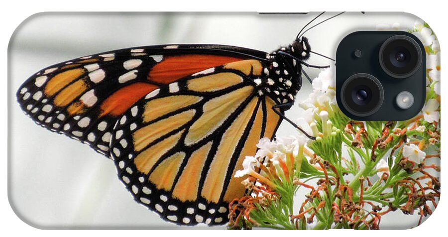 Monarch iPhone Case featuring the photograph Monarch by CAC Graphics