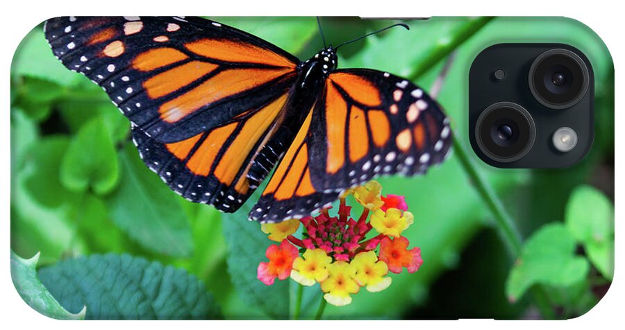 Butterfly iPhone Case featuring the photograph Monarch by Kent Nancollas