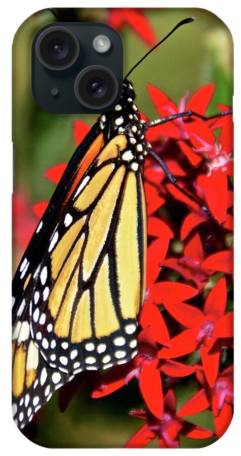 Butterfly iPhone Case featuring the photograph Monarch Number Three by Carol Bradley