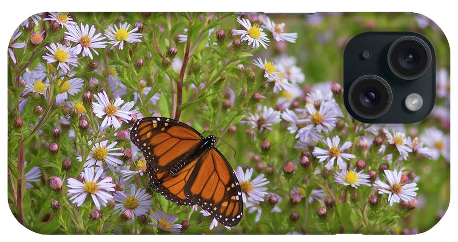 Monarch iPhone Case featuring the photograph Monarch on Asters by Paul Rebmann