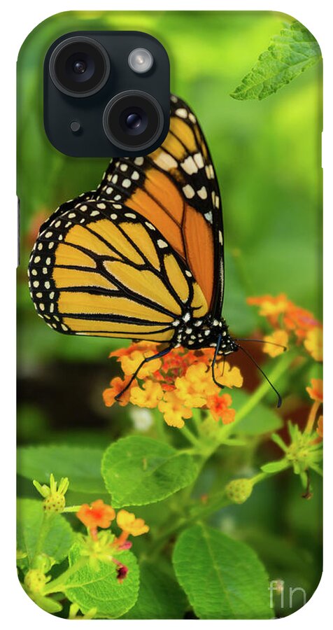 Monarch Butterfly iPhone Case featuring the photograph Monarch On Lantana by Jennifer White