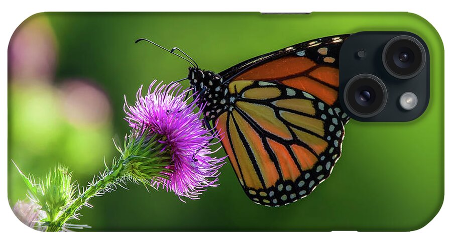 Monarch Butterfly Purple Thistle Flower Green Spring Horizontal Landscape Scenic iPhone Case featuring the photograph Monarch on purple Canada Thistle by Peter Herman