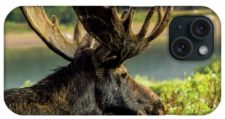 Moose iPhone Case featuring the photograph Moose Adventure by Steven Parker