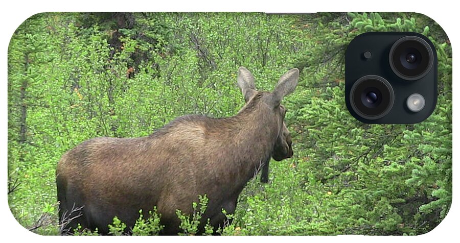Wildlife iPhone Case featuring the photograph Moose by Gary Gunderson