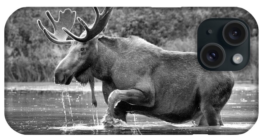 Moose iPhone Case featuring the photograph Moose Water Shuffle Black And White by Adam Jewell