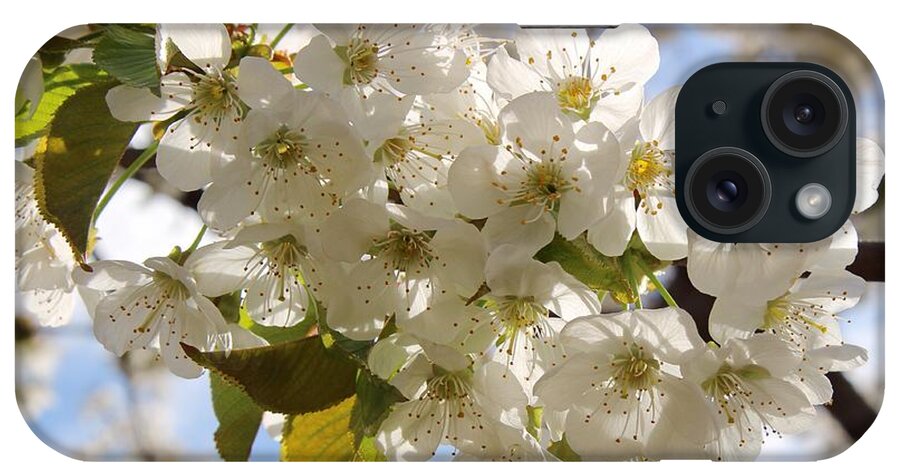 More Cherry Blossoms iPhone Case featuring the photograph More cherry blossoms by Lynn Hopwood