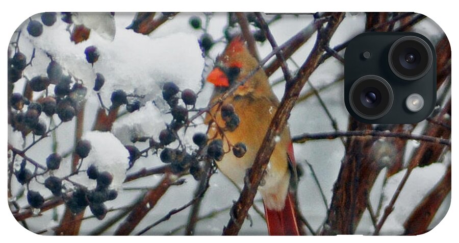 Cardinal iPhone Case featuring the photograph More Than a Cold Snap by Lydia Holly