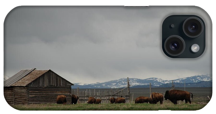 Buffalo iPhone Case featuring the photograph Mormon Row Buffalo by Jim Goodman
