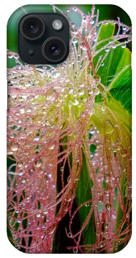 Flowers iPhone Case featuring the photograph Morning Dew on the Corn by Roberta Kayne