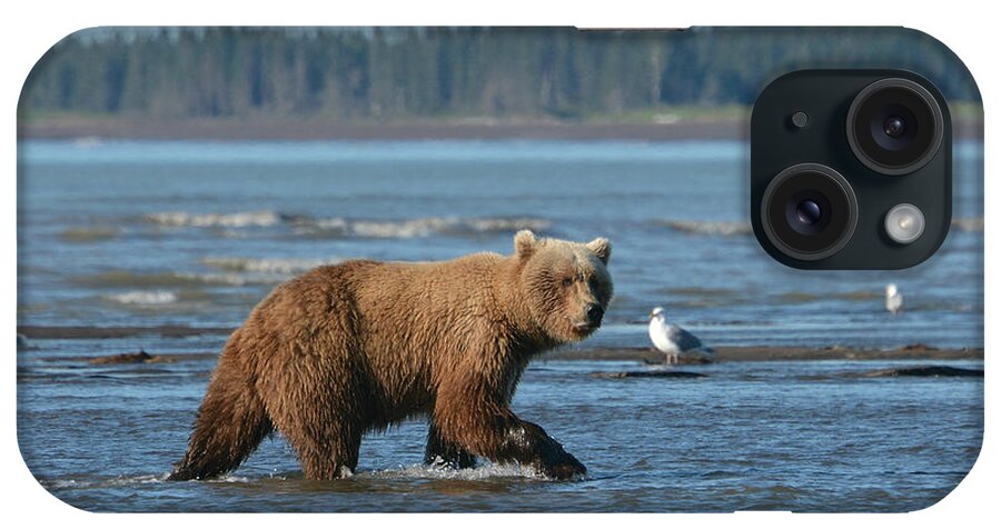 Grizzly Bear iPhone Case featuring the photograph Morning Excursion by Fraida Gutovich