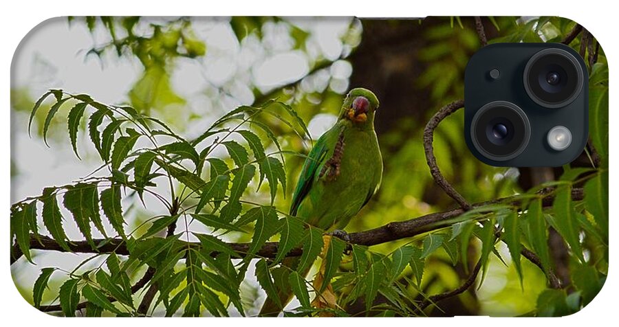 Parakeet iPhone Case featuring the photograph Morning Feast by Sonali Gangane