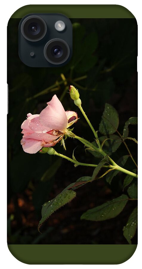 Rose iPhone Case featuring the photograph Morning Garden Pink Hibiscus by Margie Avellino