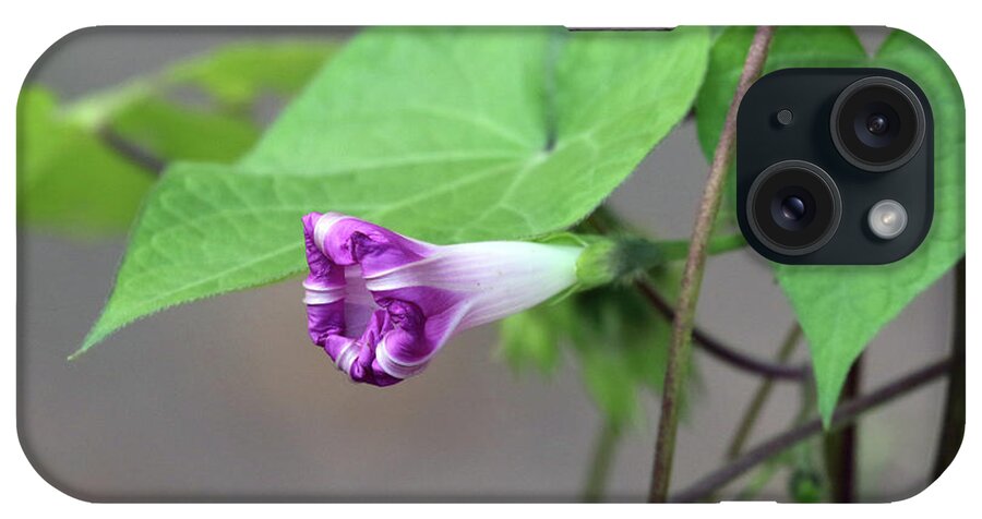 Morning Glory iPhone Case featuring the photograph Morning Glory Opening by Jackson Pearson