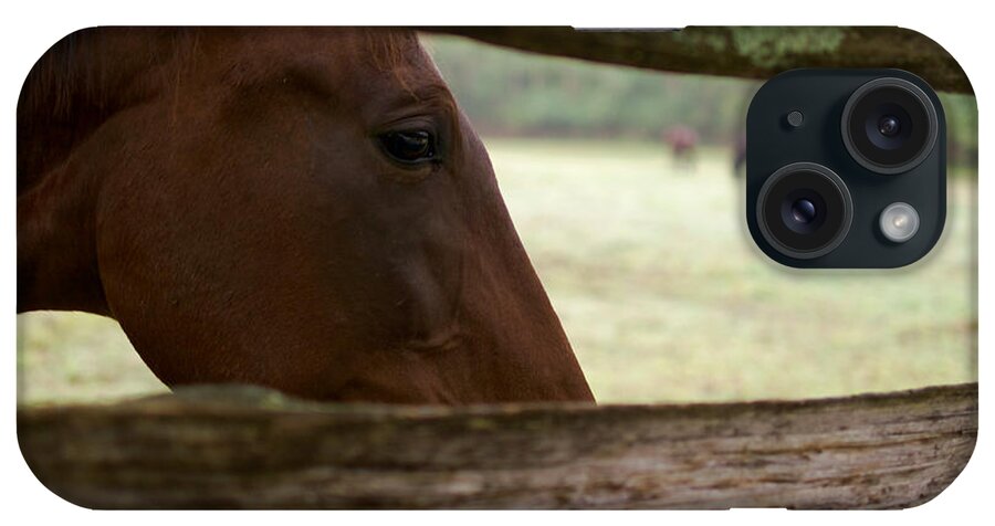 Horse iPhone Case featuring the photograph Morning Greeting by Lara Morrison