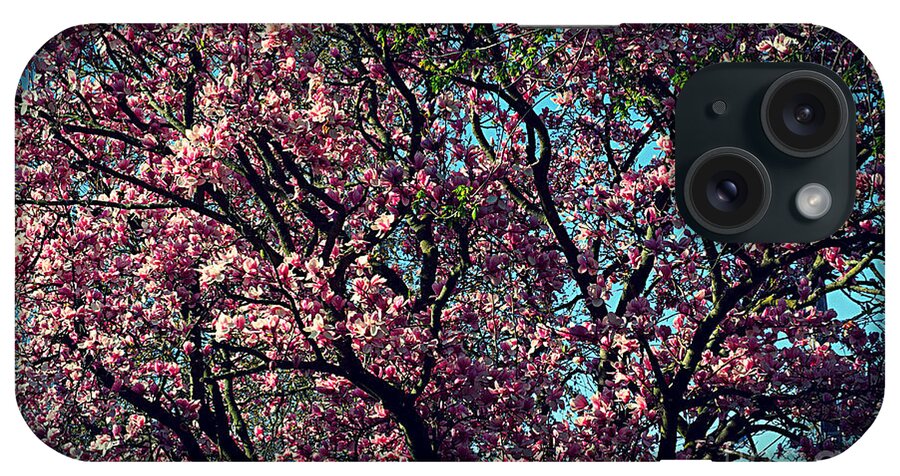 Frank J Casella iPhone Case featuring the photograph Morning Lit Magnolia by Frank J Casella