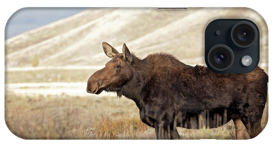 Moose iPhone Case featuring the photograph Morning Moose by Eilish Palmer
