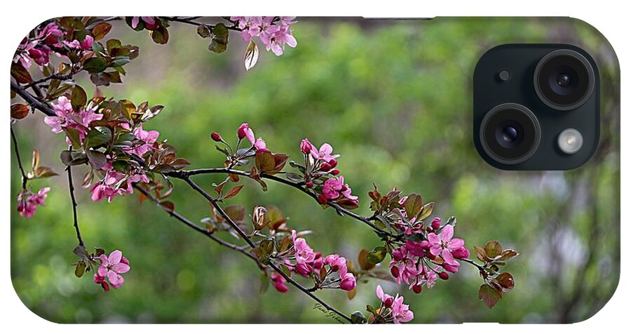 Flowering Crabapple iPhone Case featuring the photograph Morning Stretch by Yumi Johnson