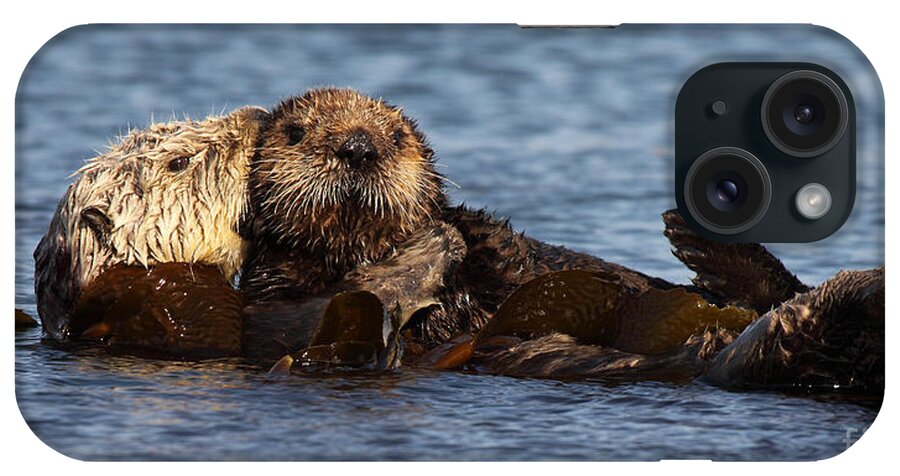 Baby iPhone Case featuring the photograph Mother Sea Otter Cuddling Baby by Max Allen