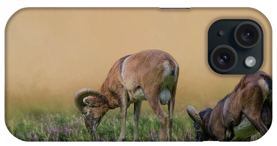 Mouflons iPhone Case featuring the photograph Mouflons in the Field by Eva Lechner