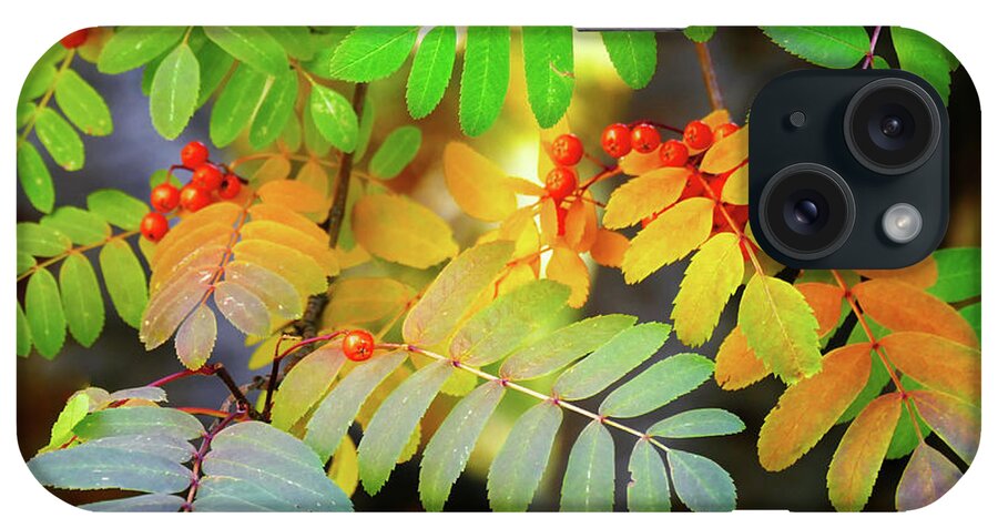 Sorbus Aucuparia iPhone Case featuring the photograph Mountain Ash Fall Color by Michele Penner