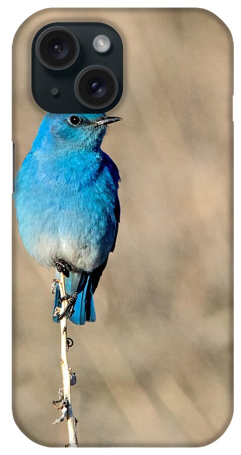 Colorado iPhone Case featuring the photograph Mountain Bluebird on a Stem. by Dawn Key