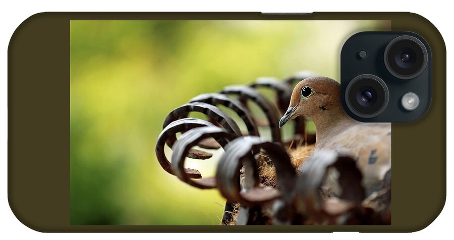 Mourning Dove iPhone Case featuring the photograph Mourning Dove In A Flower Planter by Debbie Oppermann