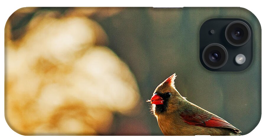 Northern Cardinal iPhone Case featuring the photograph Mouthful by Ed Peterson