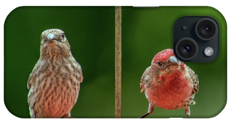 Purple Finches iPhone Case featuring the photograph Mr. and Mrs. Purple Finch by Michael Hall
