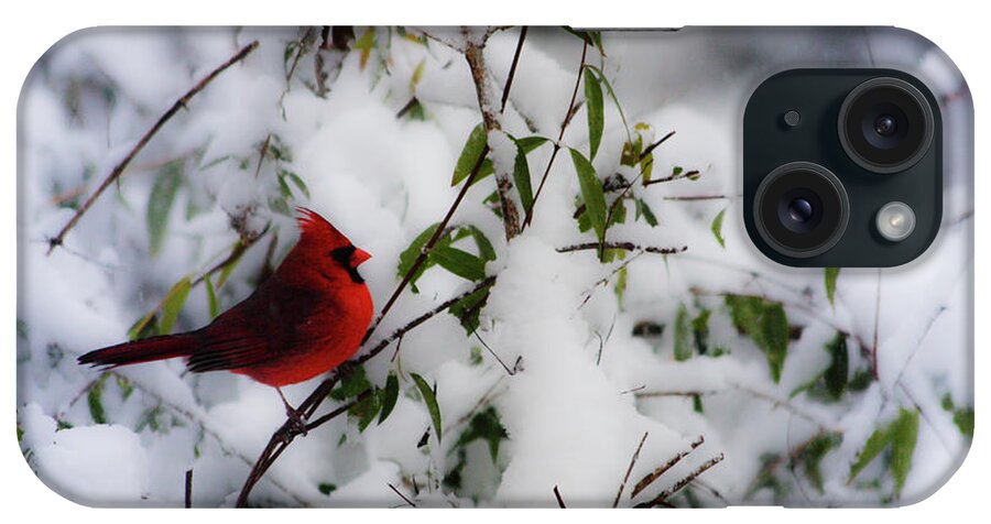 Mr.cardinal Waiting On The Jasmine For A Spot On The Feeder. iPhone Case featuring the photograph Mr. Cardinal by Teresa Mucha