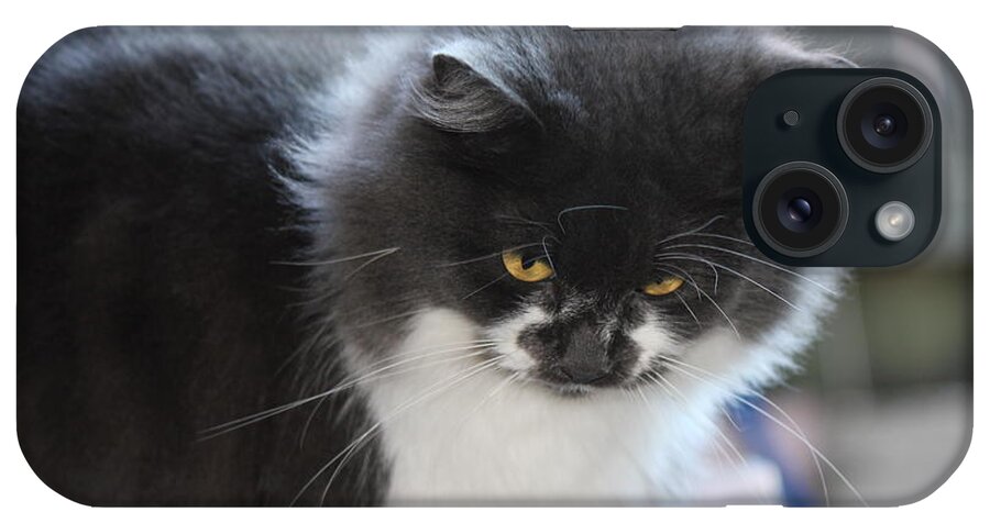 Cat iPhone Case featuring the photograph Ms Mustache 3 by Sheri Simmons