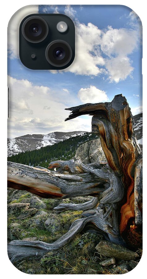 Mount Goliath Natural Area iPhone Case featuring the photograph Mt. Evans Bristlecone Pine by Ray Mathis