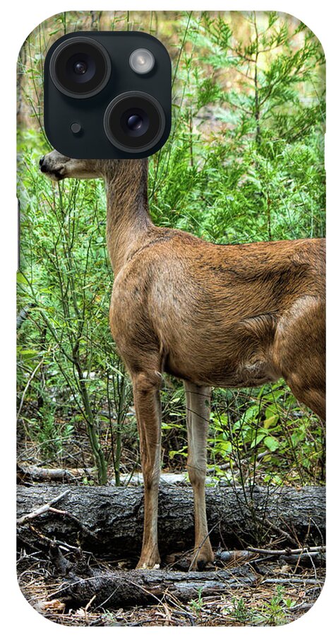 Mule Deer iPhone Case featuring the photograph Mule Deer Doe - Yosemite by Kristia Adams