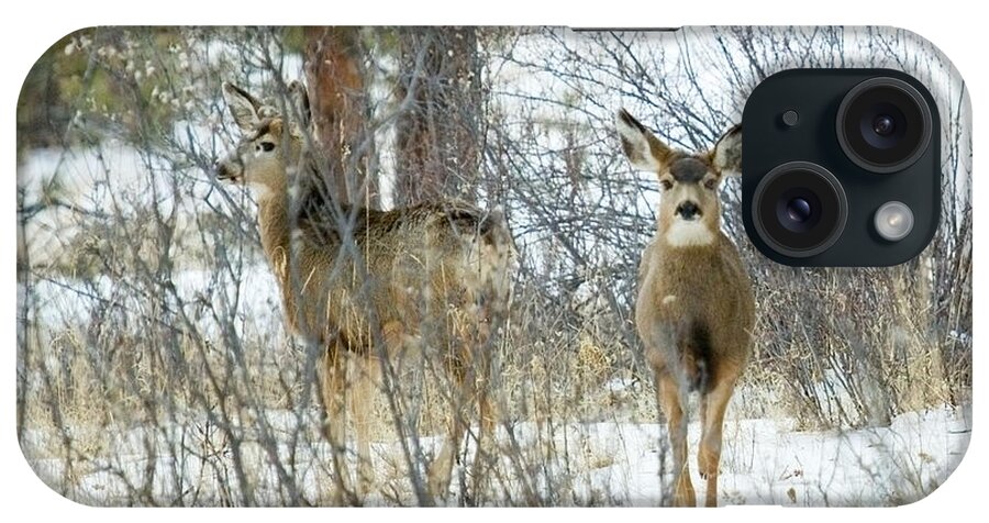 Deer iPhone Case featuring the photograph Mule Deer Does in Snow by Steven Krull