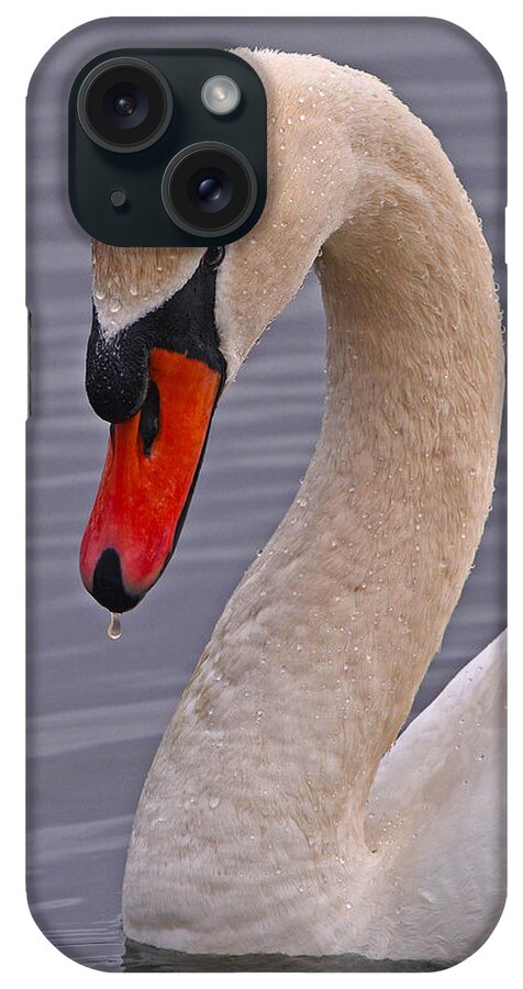 Swan iPhone Case featuring the photograph Mute Swan by Ken Stampfer