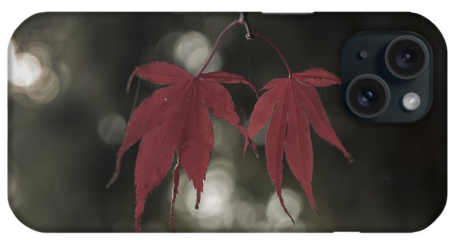 Japanese Maple iPhone Case featuring the photograph Muted Fall Colrs by Doug Scrima