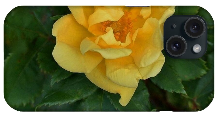 Photo iPhone Case featuring the photograph My First Yellow Rose by Marsha Heiken