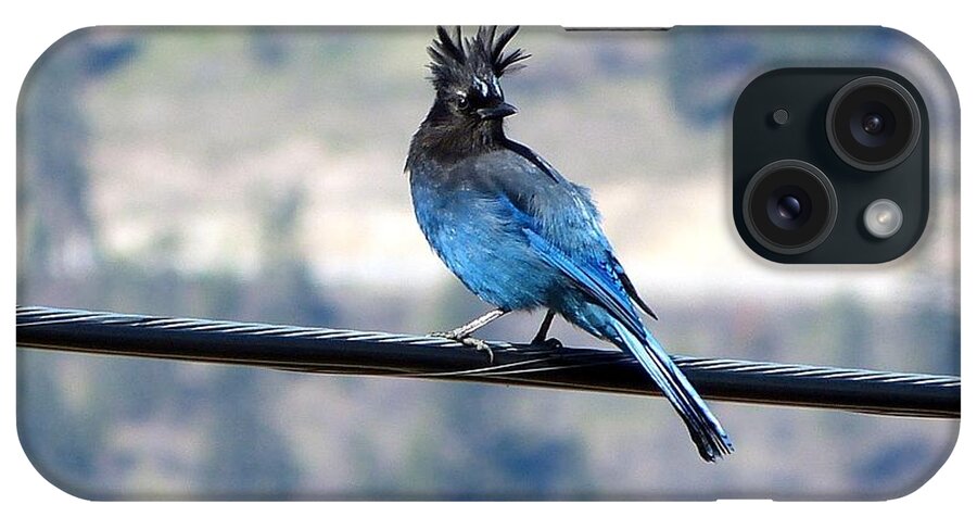 Steller's Jay iPhone Case featuring the photograph My Hairdo Malfunctioned by Will Borden