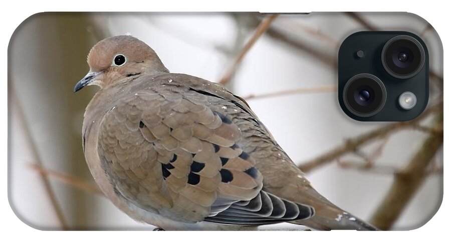 Mourning Dove iPhone Case featuring the photograph My Little Turtledove by Andrea Lazar