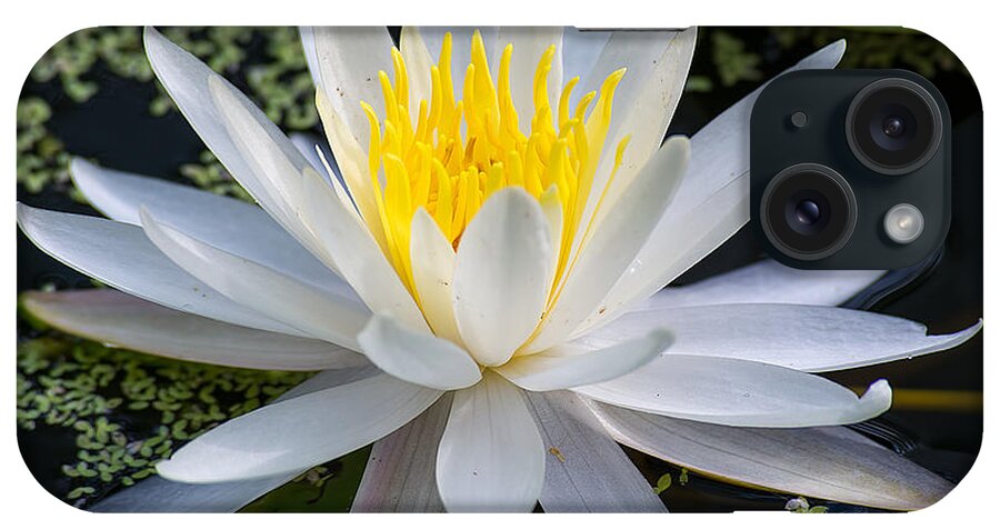 Nature iPhone Case featuring the photograph Mystical Lotus by Kenneth Albin