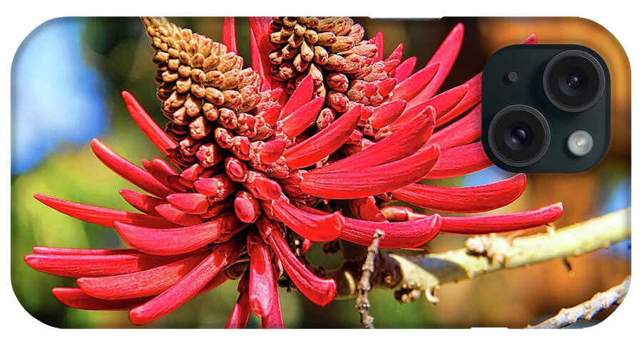 Coral Tree Flower iPhone Case featuring the photograph Naked Coral Tree Flower by Mariola Bitner