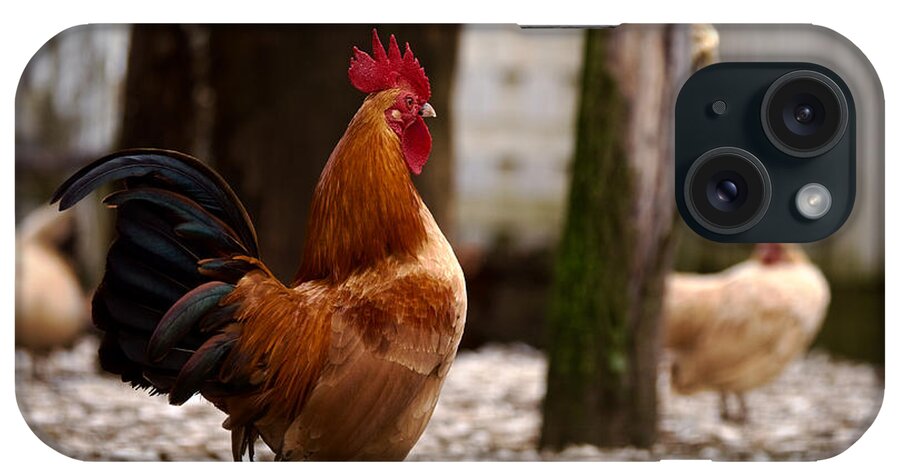 Rooster iPhone Case featuring the photograph Nankin Bantam Rooster by Rachel Morrison