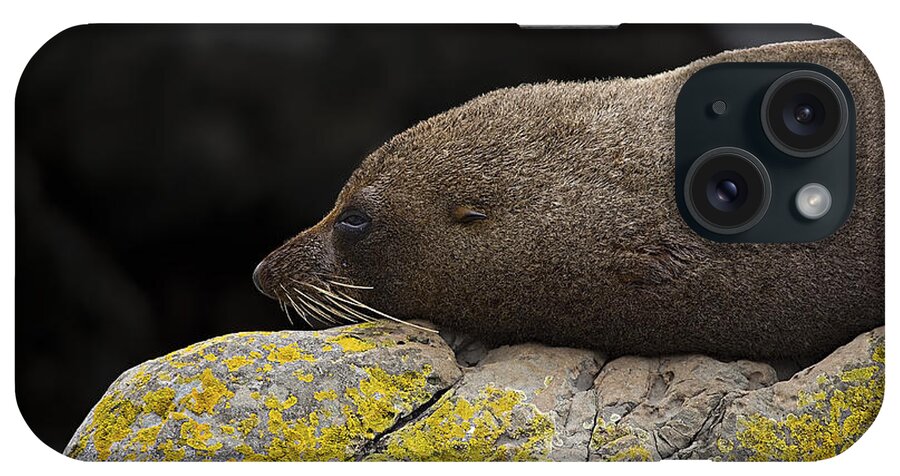Seal iPhone Case featuring the photograph Nap Time by Peter Kennett