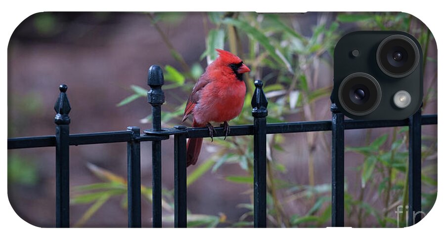 Red Bird iPhone Case featuring the photograph Nature Calling by Dale Powell