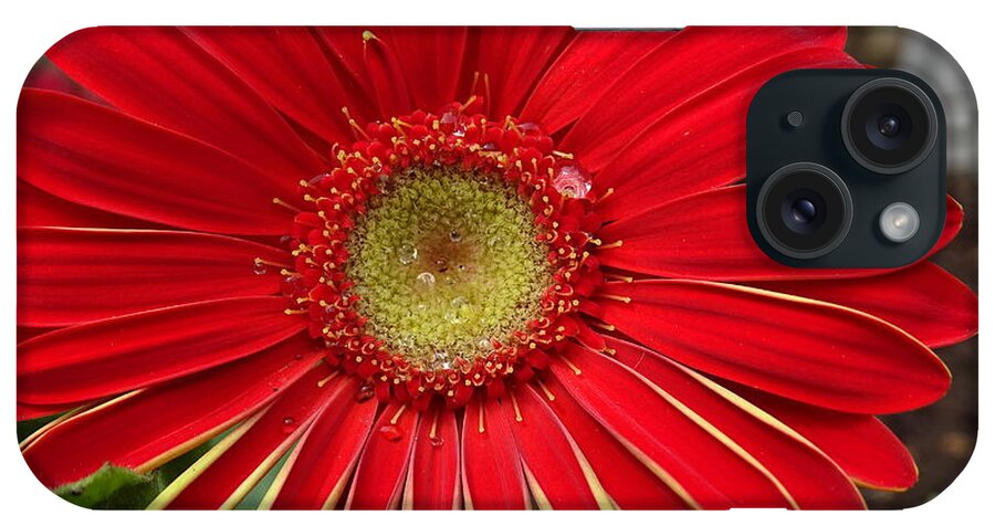 Gerbera Daisies iPhone Case featuring the photograph Nature's Best by Mary Halpin