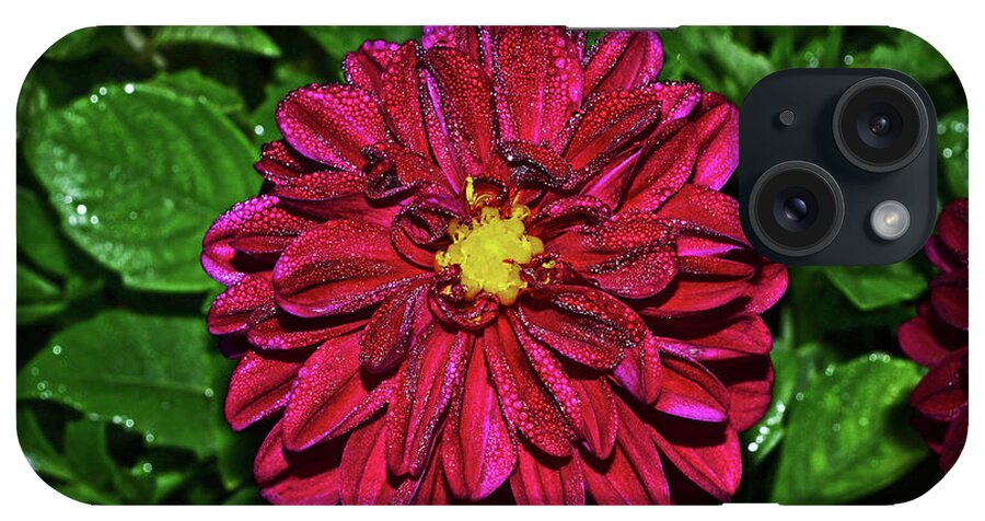 Dahlia iPhone Case featuring the photograph Natures Crystal - Dewdrop Dahlia 002 by George Bostian