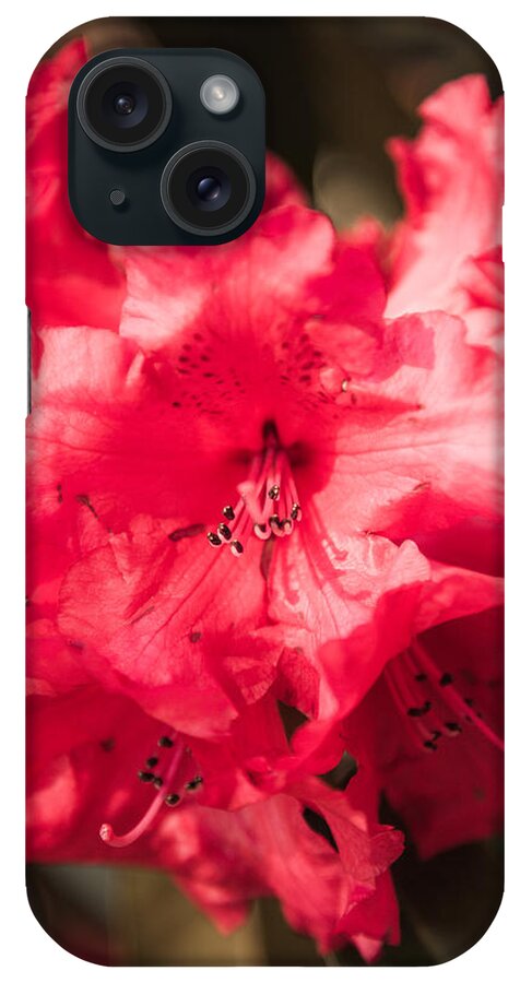 Bellingham iPhone Case featuring the photograph Nature's Jewelry by Judy Wright Lott