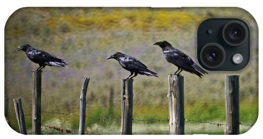 Crows iPhone Case featuring the photograph Neighborhood Watch Crows by Heather Coen