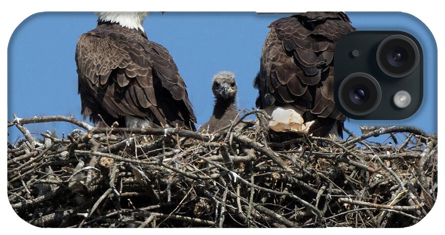 Eagle Nest iPhone Case featuring the photograph Nest Trio by Art Cole