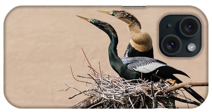 Anhinga iPhone Case featuring the photograph Nesting Anhinga Couple by Dawn Currie