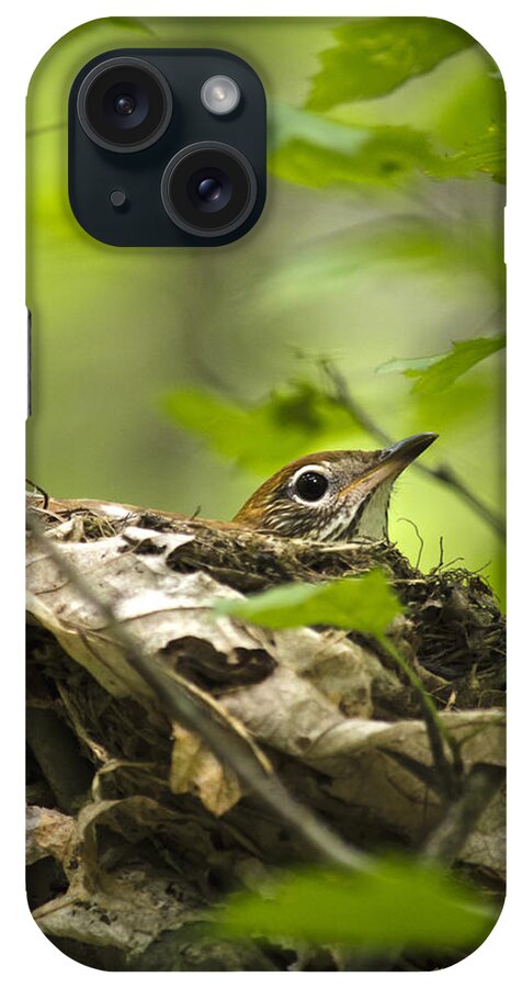Wood Thrush iPhone Case featuring the photograph Wood Thrush Nest by Christina Rollo